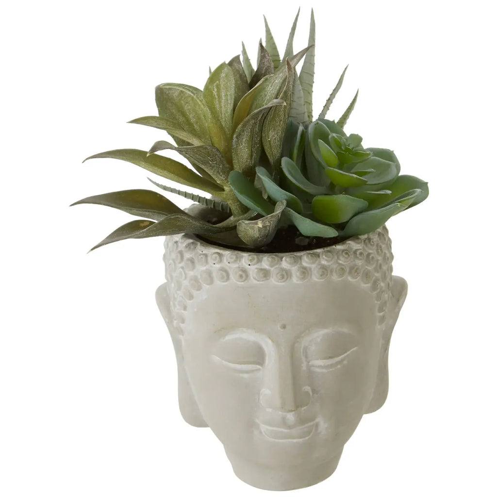 Fusion Buddha Pot Mixed Succulent