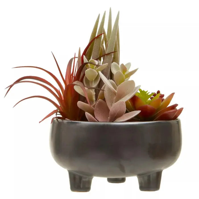 Fusion Mixed Succulents In Grey Ceramic Pot