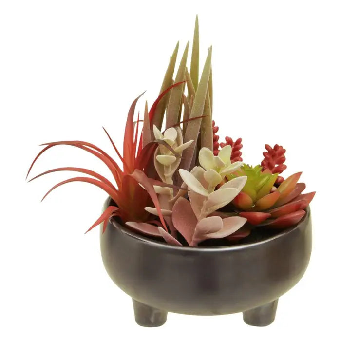 Fusion Mixed Succulents In Grey Ceramic Pot