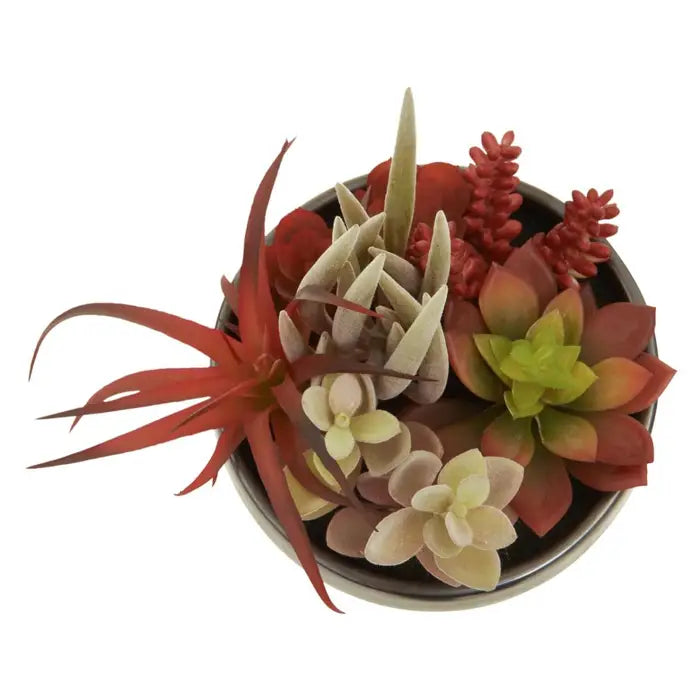 Fusion Mixed Succulents In Grey Ceramic Pot