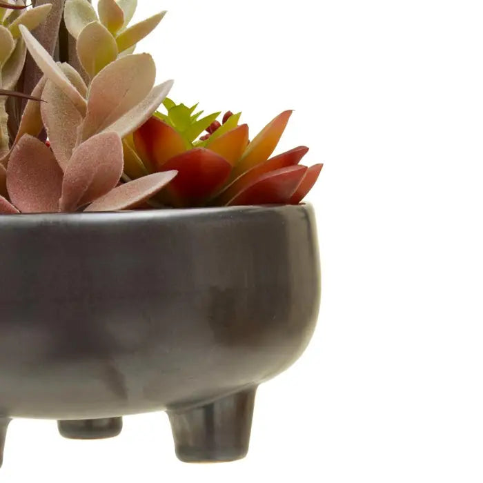 Fusion Mixed Succulents In Grey Ceramic Pot